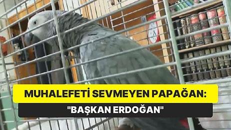 Muhalifleri Sevmeyen Papağan: "Başkan Erdoğan"