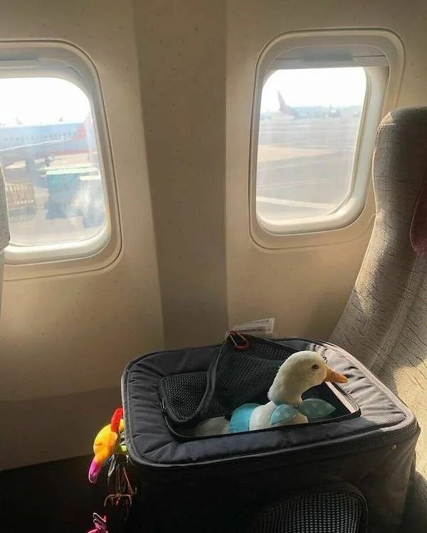 19. СЛИШКОМ ВАЖНЫЙ ПАССАЖИР!