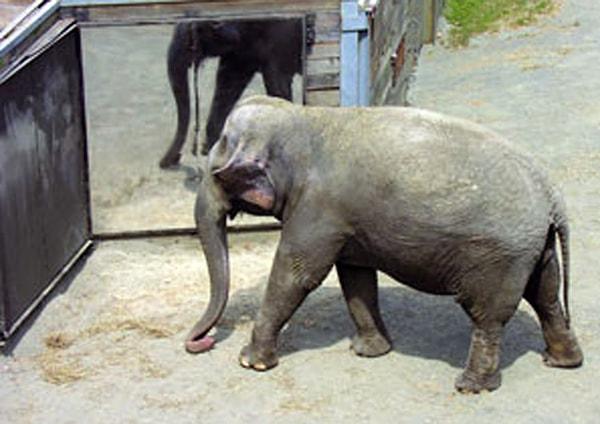 13. Fillerin aynaya baktıklarında kendilerini tanıyabildiklerini biliyor muydunuz? Bu durum fillerin öz farkındalığa sahip olduklarını gösteriyor!