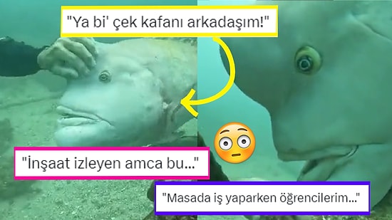 Derin Denizlerin En Büyük Balıklarından Biri Olan Asya Davarbaşının Videosu Sosyal Medyada İlgi Gördü!