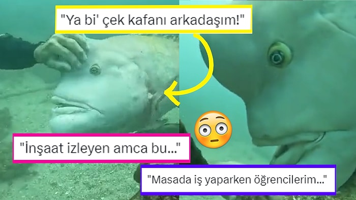 Derin Denizlerin En Büyük Balıklarından Biri Olan Asya Davarbaşının Videosu Sosyal Medyada İlgi Gördü!