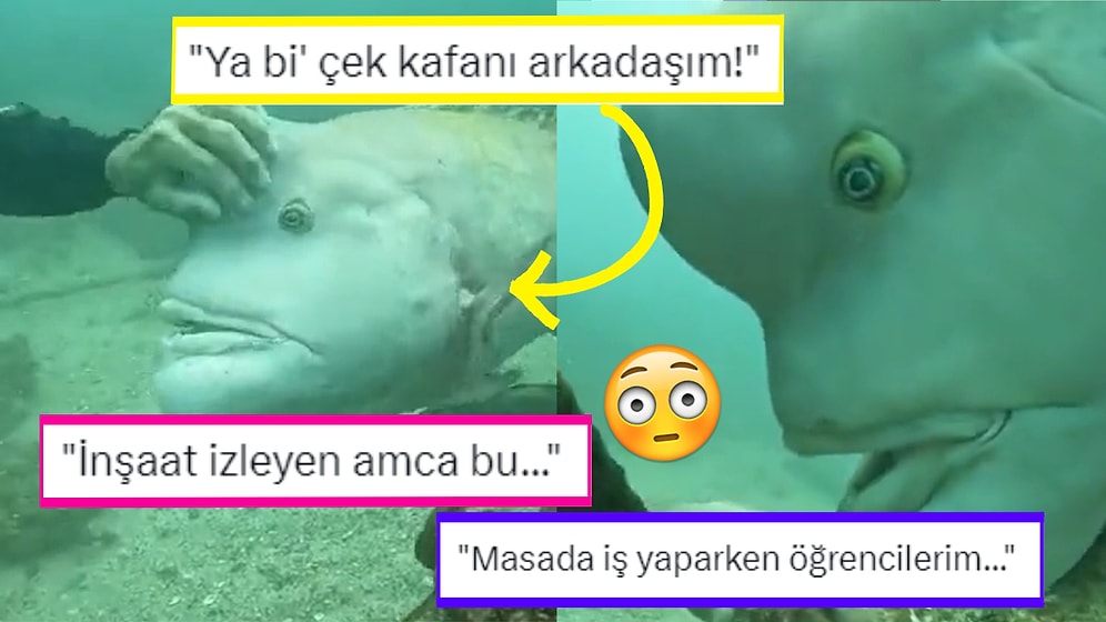 Derin Denizlerin En Büyük Balıklarından Biri Olan Asya Davarbaşının Videosu Sosyal Medyada İlgi Gördü!