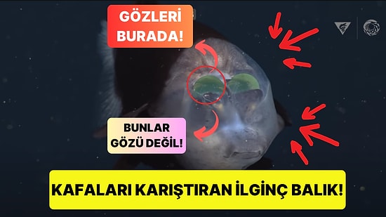 Saydam ve Sıvı Dolu Kafatasının İçerisindeki Gözleri ile Bilim İnsanlarını Büyüleyen Barreleye Balığı!