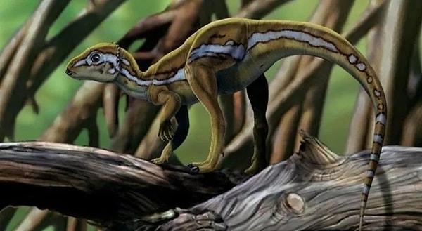 7. En uzun adı olan dinozor "micropachycephalosaurus"du.