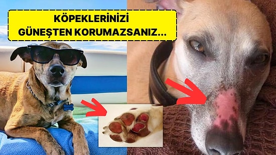 Güneş Yanıkları Patili Dostlarımız İçin Ciddi Bir Risk Oluşturuyor: Köpekleri Güneşten Korumanın 7 Yolu