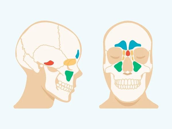 Sinüs, kafatası ve yüzün kemikleri içinde bulunan ve osteomeatal kompleks olan küçük tüpler veya kanallarla geniz yoluna bağlanan hava cepleri.
