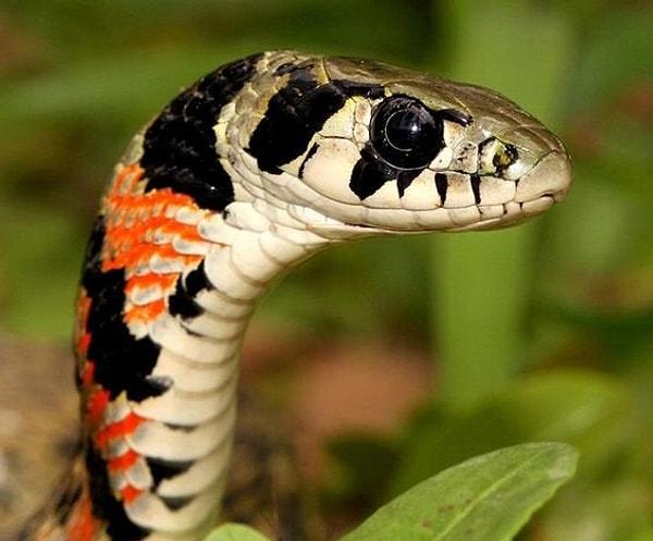 Kaplan omurgası adlı yılan türü de hem zehirli hem de venomöz olan bir canlıdır.
