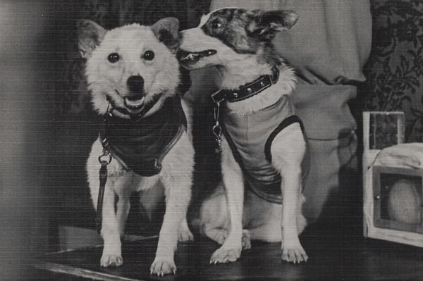 1. Как на самом деле звали Белку и Стрелку?