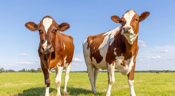 4. В первый год две коровы дали 8100 литров молока. На второй год их производство увеличилось на 15% и 10% соответственно, а общее количество молока увеличилось до 9100 литров в год. Сколько литров молока надоили от каждой коровы в год?