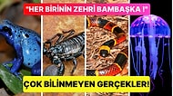 Zehirli Hayvanların Hepsinin Aynı Şekilde Zehirli Olmadığını Biliyor muydunuz?