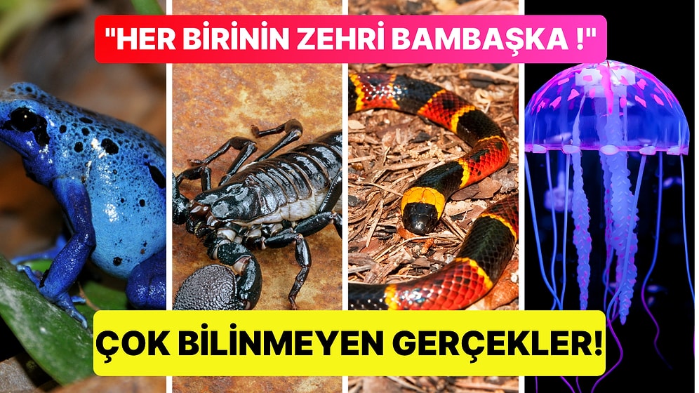 Zehirli Hayvanların Hepsinin Aynı Şekilde Zehirli Olmadığını Biliyor muydunuz?