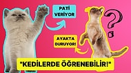 Hayatımıza Neşe Saçan Tüylü Dostlarımız Kedilere Köpekler Gibi Numara Yapmayı Nasıl Öğretirsiniz?