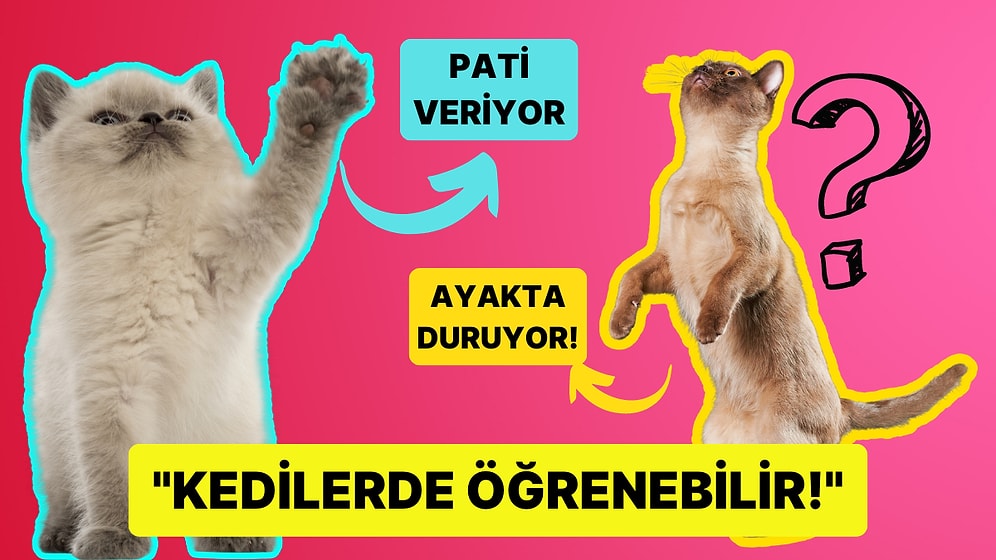 Hayatımıza Neşe Saçan Tüylü Dostlarımız Kedilere Köpekler Gibi Numara Yapmayı Nasıl Öğretirsiniz?