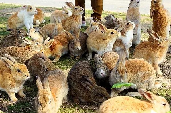 Japonya'da bulunan Tavşan Adası, köklü bir tarihe sahiptir.