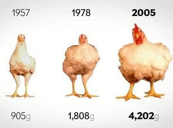17. Dünya nüfusu ve tüketim arttıkça doğal olmayan yollarla hormon enjekte edilerek büyütülen tavuklar;