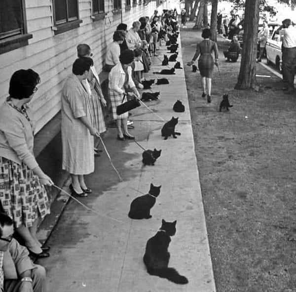 16. 1961 yılında bir korku filmi için seçmelere katılmayı bekleyen kara kediler.