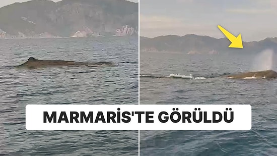 Marmaris’te Balina Sürprizi: Yaklaşık 12 Metre Uzunluğunda
