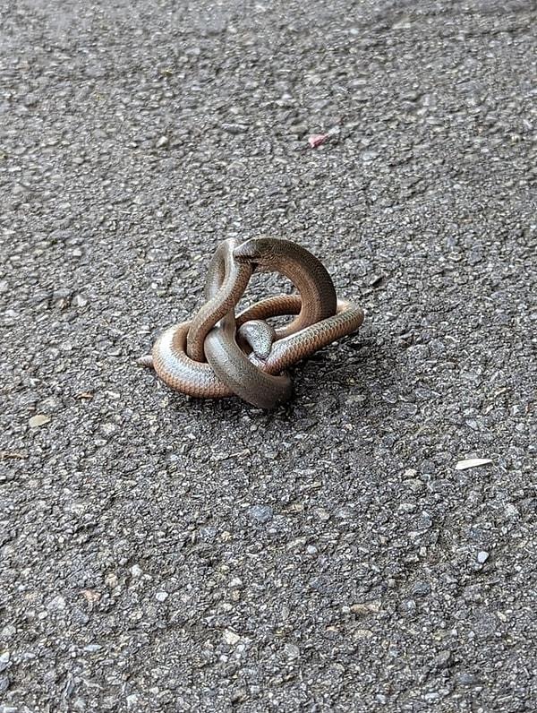 2. Birbirini ısıran yılanlar: