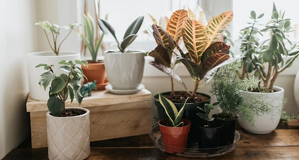 2. Выберите комнатное растение, которое хотели бы видеть у себя дома: