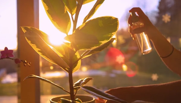 5. Какое приспособление вы бы выбрали для полива растений?