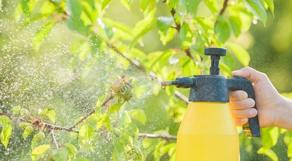 7. С каким из этих трудных в уходе растений вы бы легко справились?