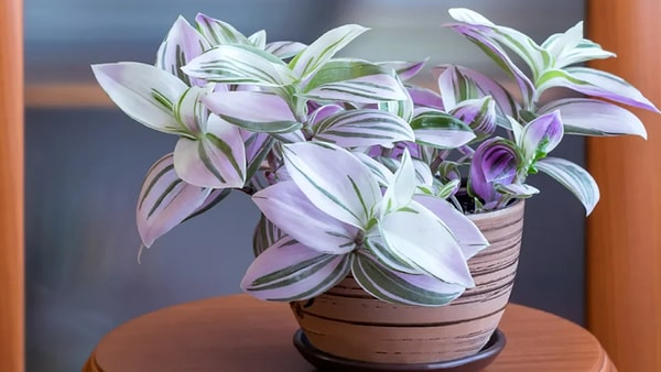 9. Какая традесканция подойдет для вашей гостиной?