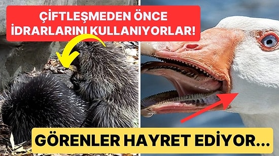 Doğanın Korkutucu Yüzünü İliklerinize Kadar Hissetmenize Sebep Olacak Birbirinden Ürkütücü 15 Yeni Fotoğraf