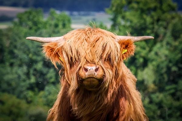 İskoçya'nın Highland adalarında yetiştirilen Highland sığırı, ismini buradan alıyor.