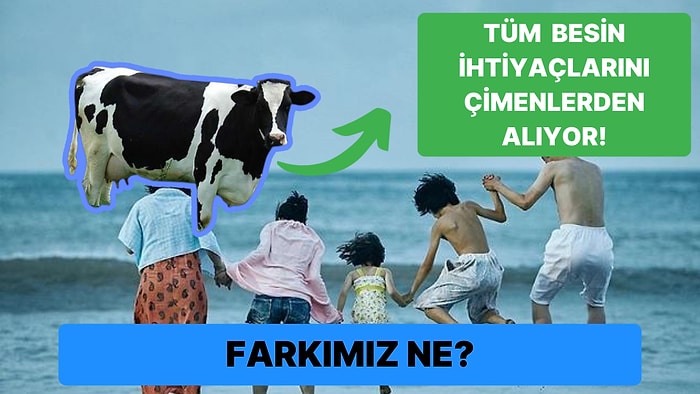 Hayvanlar Vitamin Almak İçin Az Sayıda Yiyeceğe İhtiyaç Duyarken Biz İnsanlar Neden Fazla Yiyeceğe Duyuyoruz?