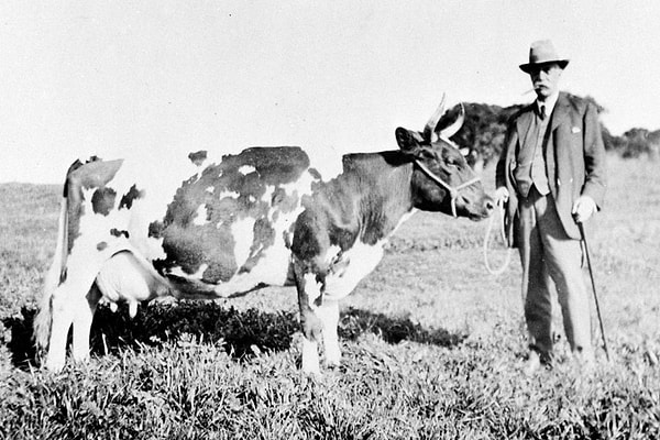 В 1905 году фермер из Хани-Гроув, штат Техас, бросил свою тогдашнюю девушку Мэйси Тичнор