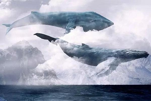 Mavi balinanın kalp atışlarının uzak mesafelerden duyulabilmesi, deniz suyunun akustik özellikleriyle ilişkilidir.