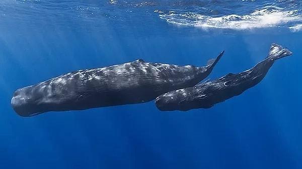 Mavi balinanın kalp atışlarının ölçülmesi ve kaydedilmesi, bilim insanları tarafından çeşitli yöntemler kullanılarak gerçekleştirilir.