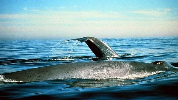 Mavi balinaların kalbi, etkileyici büyüklüğüne uygun olarak özel bir şekilde çalışır. Bu devasa deniz canlılarının kalp sistemi, olağanüstü bir etkinlikle kan dolaşımını sağlar.