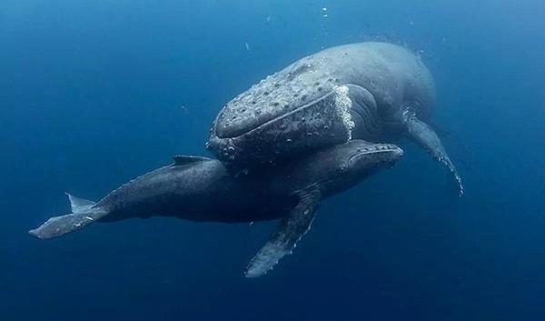 Mavi balinanın kalp atış hızı diğer canlılardan oldukça farklıdır. Bu devasa deniz canlısının kalp atış hızı oldukça düşüktür.