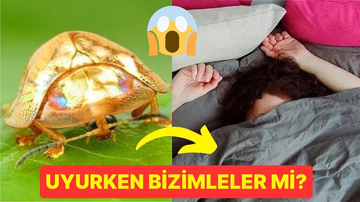 Gerçekten de Uykumuzda Böcek Yiyor muyuz? Uyku Sırasında Vücudumuzda Neler Oluyor?