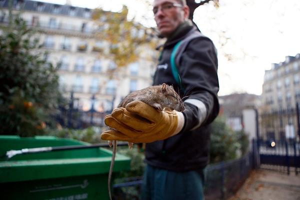 Projenin amacı, Paris fareleri hakkında mümkün olduğunca çok bilgi toplamak, onları yakından tanımak ve nüfuslarını azaltmaktı.