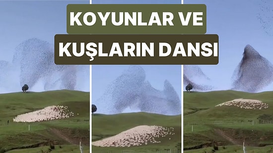 Kuşlar ve Koyunların Senkronize Bir Şekilde Hareket Ettiği Bu Görüntüleri İzlerken Hipnotize Olacaksınız!