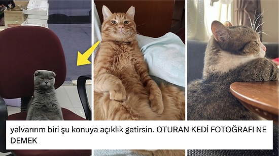 Oturan Kedilerinin Fotoğraflarıyla Hepimizi Sevgi Pıtırcığına Dönüştüren Twitter Kullanıcıları