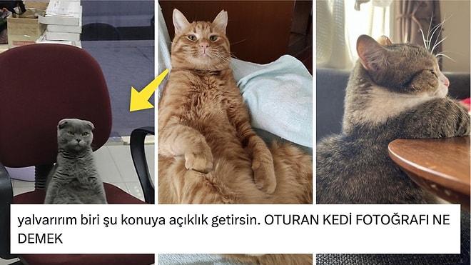 Oturan Kedilerinin Fotoğraflarıyla Hepimizi Sevgi Pıtırcığına Dönüştüren Twitter Kullanıcıları
