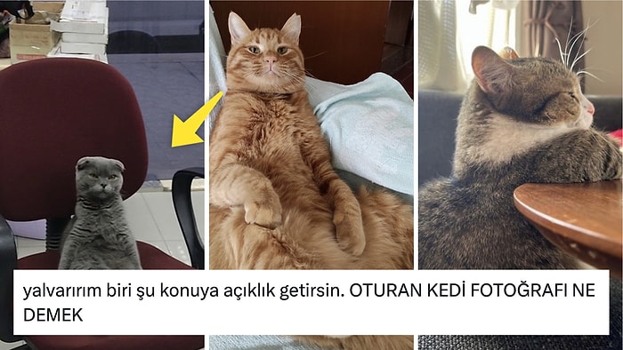 Oturan Kedilerinin Fotoğraflarıyla Hepimizi Sevgi Pıtırcığına Dönüştüren Twitter Kullanıcıları