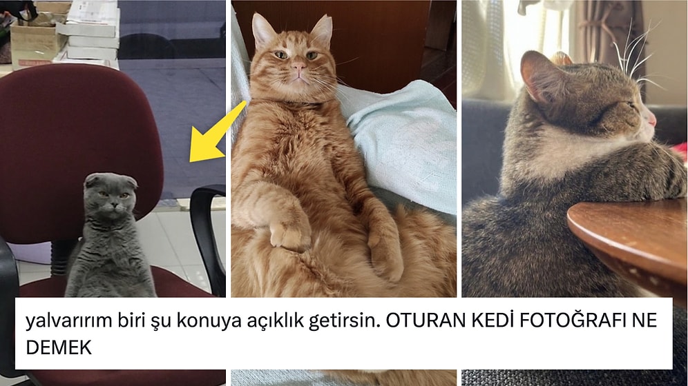 Oturan Kedilerinin Fotoğraflarıyla Hepimizi Sevgi Pıtırcığına Dönüştüren Twitter Kullanıcıları