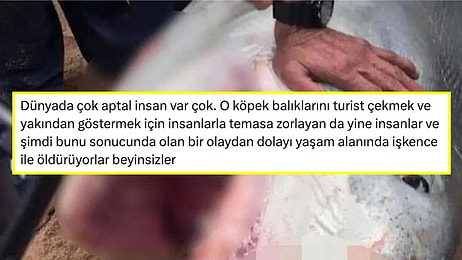 Mısır'daki Rus Turisti Öldüren Köpek Balığının İşkenceyle Öldürülmesine Gelen Tepkiler