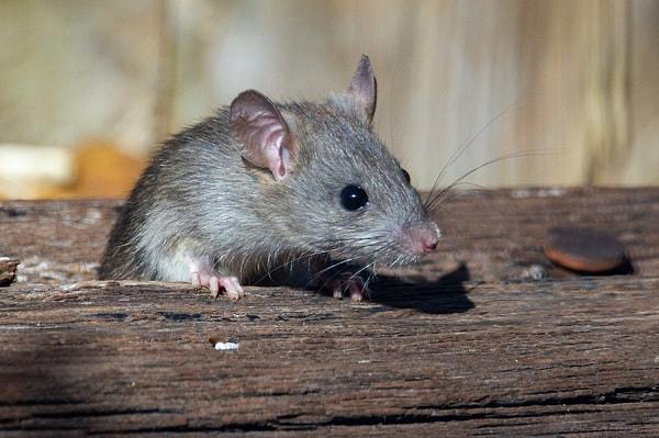 7. Sıçanlar kendi çocukları ve diğer sıçanların ölüleri dahil olmak üzere neredeyse her şeyi yerler.