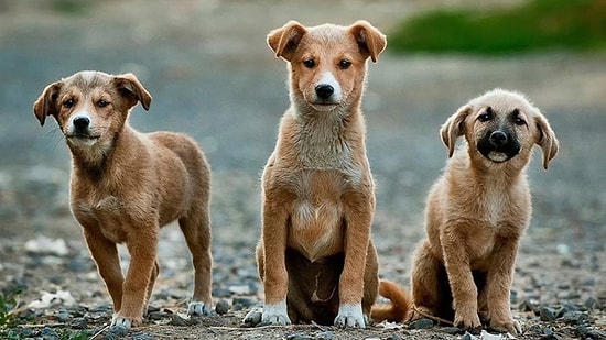 17 Köpek Ağaca Asılı Halde Bulunmuştu: 'Bu Tamamen Psikopatlık'