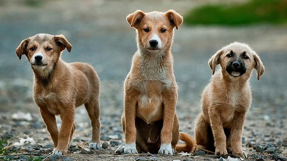 17 Köpek Ağaca Asılı Halde Bulunmuştu: 'Bu Tamamen Psikopatlık'