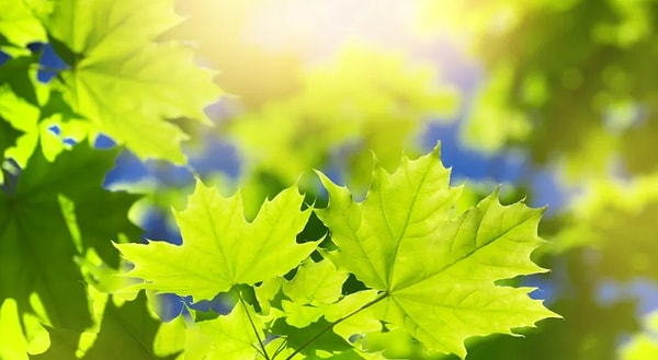 14. На флаге какой страны изображен красный кленовый лист?