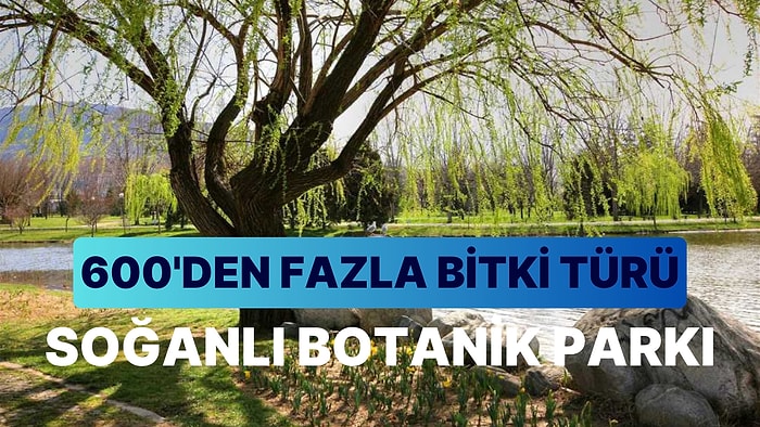 Soğanlı Botanik Parkı Gezi Rehberi: 600'den Fazla Bitki Türüyle Bursa'nın Saklı Cenneti Karşınızda!