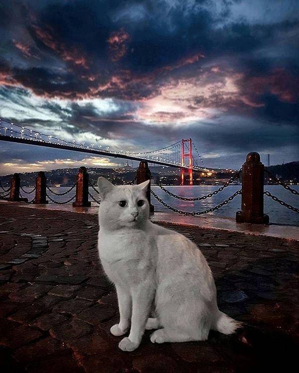 Night Whiskers and Moonlit Tails: The Enthralling Ballet of Street Animals in Turkey's Starlit Canvas
