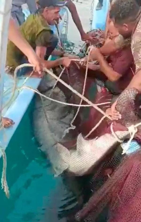 Yerel basın kaynaklarından edinilen bilgiye göre, Rus turisti öldüren köpek balığı müzede sergilenmek üzere mumyalanacak.