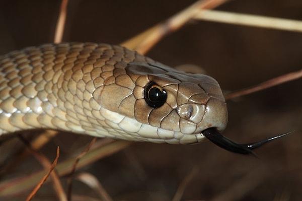 4. Dünyanın en zehirli ikinci kara yılanı olan Doğu kahverengi yılanı o kadar zehirlidir ki, yavru yılanlar bile ölümlere sebep olabilir.